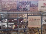 El ovino subastado en el Salón de Castuera procedente de la finca La Cocosa acaba con un remate final de 6.480 euros