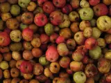 La D.O. Euskal Sagardoa espera una "cosecha histórica" de manzana de sidra en Euskadi con 10 millones de kilos