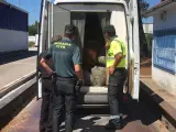 Interceptada en O Porriño (Pontevedra) una furgoneta con más de 4 toneladas de almeja sin identificación