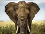 Un elefante en su hábitat.