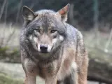 Imagen de un lobo gris.