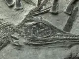 Imagen del fósil que muestra el nacimiento vivo de un ejemplar de ictiosaurio.