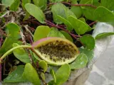 Se consumen normalmente encurtidas y provienen de un arbusto localizado en la región mediterránea, el alcaparro. Las alcaparras son los capullos florales.