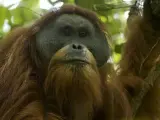 Orangután de Tapanuli descubierto al norte de la isla de Sumatra.