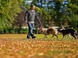 Pareja paseando perros en el parque