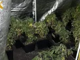 Cultivo plantas de marihuana en Lardero
