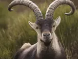 Ejemplar de macho montés, la imagen fue tomada en la Sierra de Gredos , Ávila