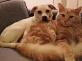 Perro y gato.