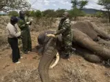 Tres protectores de animales con un elefante muerto en Kenia