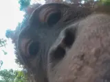 Uno de los selfies que se hizo el orangután.