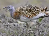 Un ejemplar macho de avutarda en Extremadura