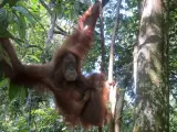 Un orangután en el parque nacional de Gunung Leuser, en la isla indonesia de Sumatra, donde las plantaciones de palma aceitera constituyen una amenaza para la biodiversidad.