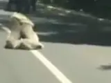 Una pelea entre dos koalas para el tráfico en una carretera.