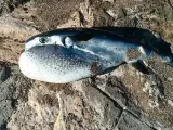 El pez globo Lagocephalus lagocephalus ha proliferado en las Islas Canarias