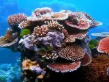 Corales en la Gran Barrera de Arrecifes, cerca de Cairns, Queensland, Australia.