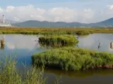 Albufera, parque natural, s'Albufera de Mallorca