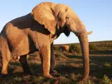 Un ejemplar de elefante africano.