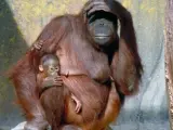 Un orangután de Borneo, en una imagen de archivo.