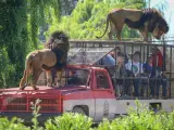 <p>Este moderno zoo, que ofrece una experiencia totalmente diferente al visitante, se sitúa en la localidad de Rancagua, a unos 90 kilómetros al sur de la capital Santiago.</p>