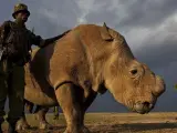 Imagen captada por Natrional Geographic en Kenia del último macho de rinoceronte blanco del norte.