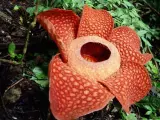 La Rafflesia arnoldii es una flor roja carnosa que se encuentra en Borneo y Sumatra. Crece como un parásito en las raíces de árboles de las selvas tropicales y puede llegar a medir hasta tres metros de ancho. Además, atrae a los insectos con su olor pestilente, sobre todo moscas, que quedan muchas veces atrapados en su interior.