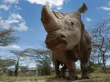 Fotografía de archivo del último rinoceronte blanco del norte macho que queda en el mundo, llamado Sudán, en el área de conservación de Ol Pejeta cerca de Nanyuki (Kenia). Sudán fue sacrificado tras agravarse significativamente la enfermedad que sufría desde hace varias semanas.