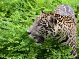 Jaguar en la naturaleza.