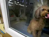 Imagen de un perro a la venta en un escaparate.