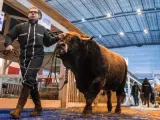 Un ganadero guía a su vaca por el recinto del centro de convenciones Paris Expo Porte de Versailles, en la víspera de la inauguración de la Feria Internacional de Agricultura.
