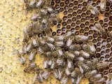 La desaparición de colonias de abejas hizo que la Comisión Europea revisara los insecticidas clotianidina, tiametoxam e imidacloprid, y el plaguicida fipronil