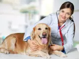 Seguros veterinarios quiere acabar con la eutanasia de los perros