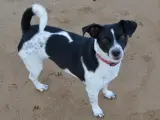Un perro sin raza en la playa.