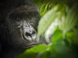 Gorila de montaña en el Parque Nacional de Virunga.