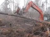 Imagen de un orangután intentando frenar a la excavadora que está destruyendo su hábitat en Indonesia.