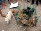 El Festival del Lichi y la Carne de Perro de Yulin en el suroeste de China, donde se celebra este lunes este evento anual culinario de carne canina, considerada una delicia en ese región, está siendo blanco de las protestas de numerosos activistas.