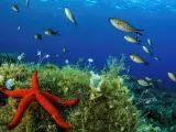 Una estrella roja hallada durante una reciente expedición de la ONG Oceana a las islas Eolias, junto a Sicilia (sur de Italia).