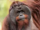Ejemplar de orangután de Borneo macho.