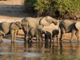 Botsuana se considera un santuario para los elefantes.