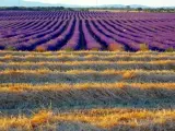 Lavanda Brihuega