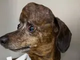 Patches, un perro con un tumor cerebral al que le han reconstruido el cráneo con una impresora 3D.