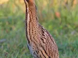 El avetoro común se encuentra muy disperso por Europa y en España está en Tarragona, Girona, Castellón y Huelva. Regenta humedales costeros y de interior. Su número de especies ha descendido en todas sus áreas por los episodios de sequía.