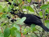 Imagen de un pájaro comiendo frutos silvestres.