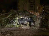 Imagen de un coche aplastado por un árbol en la ciudad portuguesa de Coimbra.