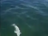 Pesca de un calamar en Australia.