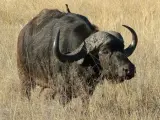 Imagen de un búfalo africano.