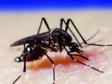 Mosquito A. Aegypti, dengue, zika, chikungunya
