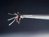 Un mosquito Aedes aegypti, especie que puede transmitir el virus del zika a través de su picadura
