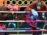Levantados los guantes de boxeo, dos orangutanes entran en un ring en el zoológico tailandés Safari World. El espectáculo fascina a locales y extranjeros.