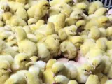 Pollos recién nacidos en una granja en Seúl (Corea del Sur). El país sufre un brote de gripe aviar desde mediados del mes de noviembre de 2016 que ha forzado el sacrificio de 30 millones de aves.