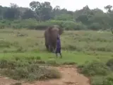 El elefante corre hacia el hombre mientras este trata de detenerlo mediante gestos.